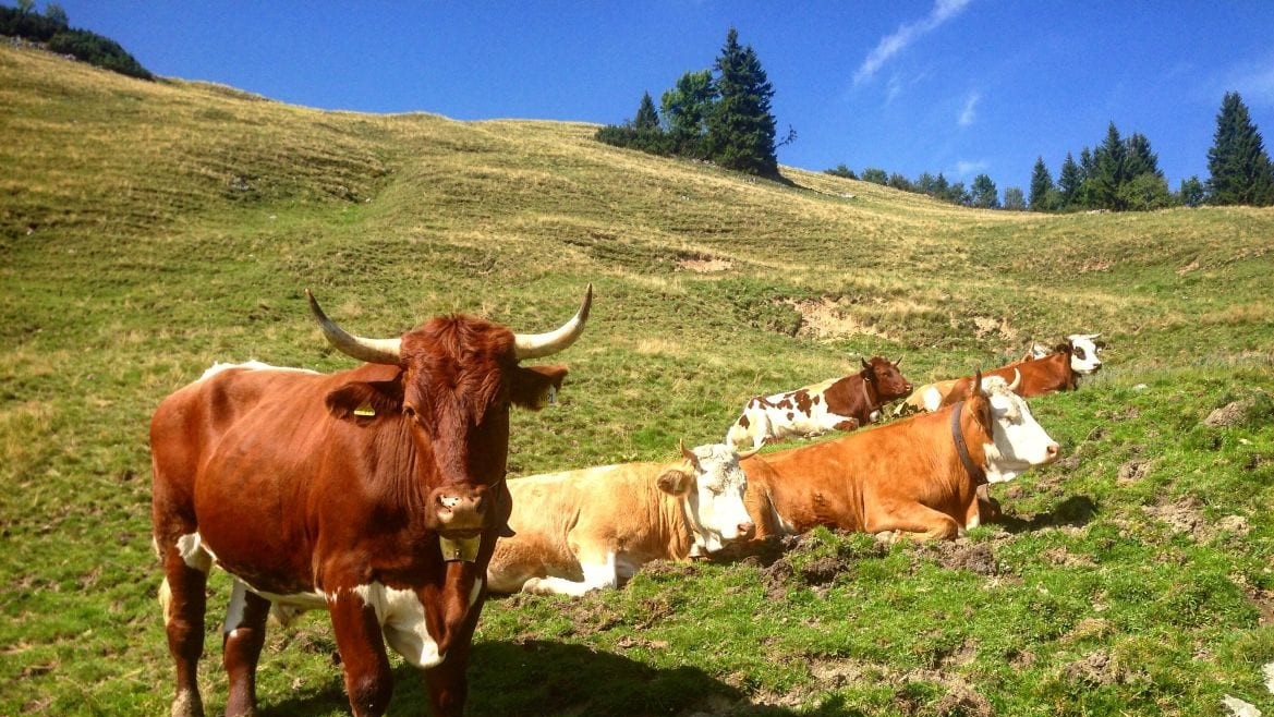 Rinder auf der Alm